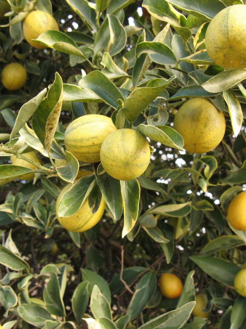              Fruit (Winter Haven, FL)       